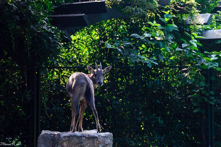 2013-6 上海動物園_008.JPG