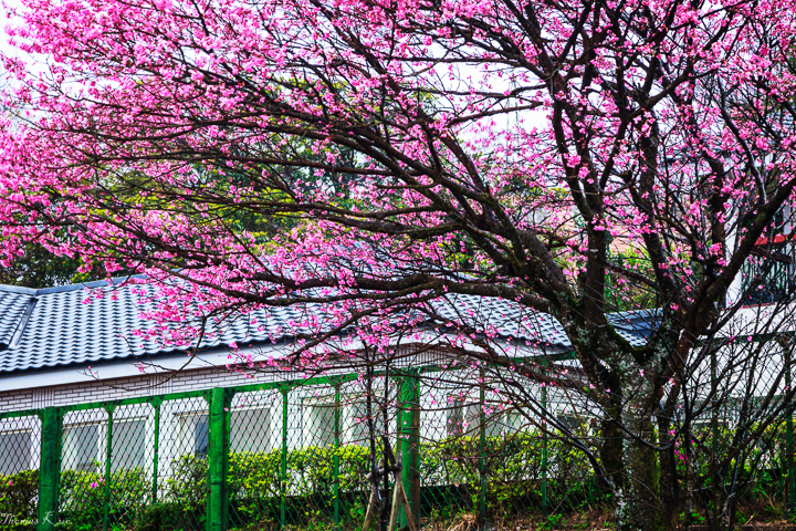 2013-2 陽明山_001.JPG 2013-2 陽明山_001.JPG