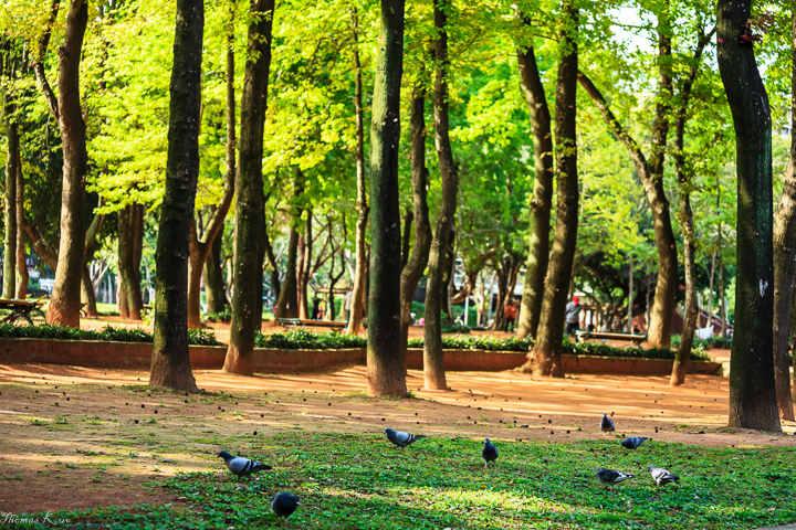 2013-3 青年公園_011.JPG 2013-3 青年公園_011.JPG