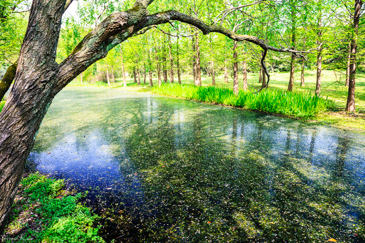 2013-4 上海青年公園_001.JPG