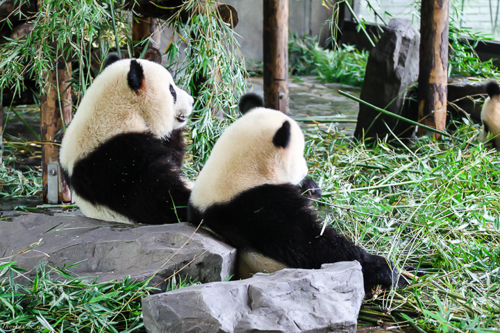 2011 上海_031.JPG 2011 上海_031.JPG