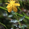 玉山金絲桃