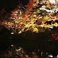 高台寺  池邊夜楓