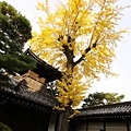 八坂神社後  一樹金黃