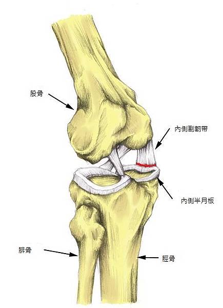 medial-meniscus.jpg