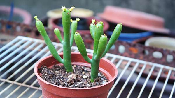 知識 認識肉 珊瑚大戟 三思多肉 宜蘭x療癒x多肉植物 痞客邦