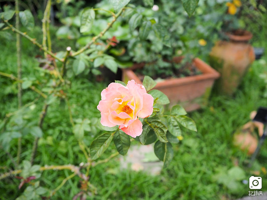 花博公園+玫瑰園+典藏植物園+迷宮-15 (2).jpg 花博公園+玫瑰園+典藏植物園+迷宮-15 (2).jpg