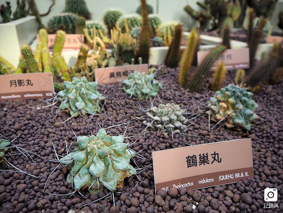 花博公園+玫瑰園+典藏植物園+迷宮-23 (3).jpg 花博公園+玫瑰園+典藏植物園+迷宮-23 (3).jpg