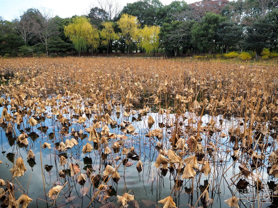 萬博公園+自然文化園+太陽之塔+日本庭園 (61).JPG