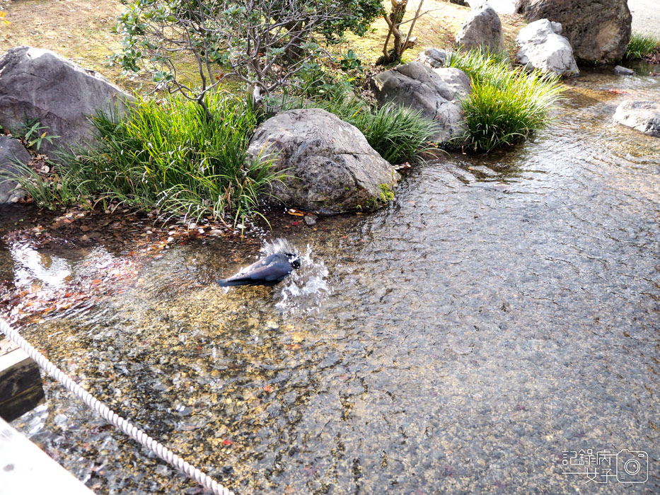 萬博公園+自然文化園+太陽之塔+日本庭園 (79).JPG