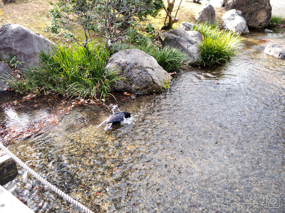 萬博公園+自然文化園+太陽之塔+日本庭園 (78).JPG