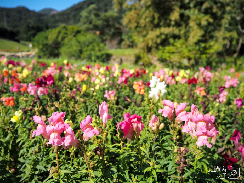 大溝溪生態治水園區-內湖秘境 (27).jpg 大溝溪生態治水園區-內湖秘境 (27).jpg