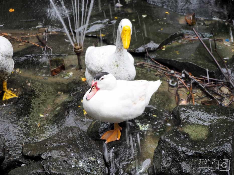 板橋農村公園_農村習俗交趾陶+三合院 (36).JPG