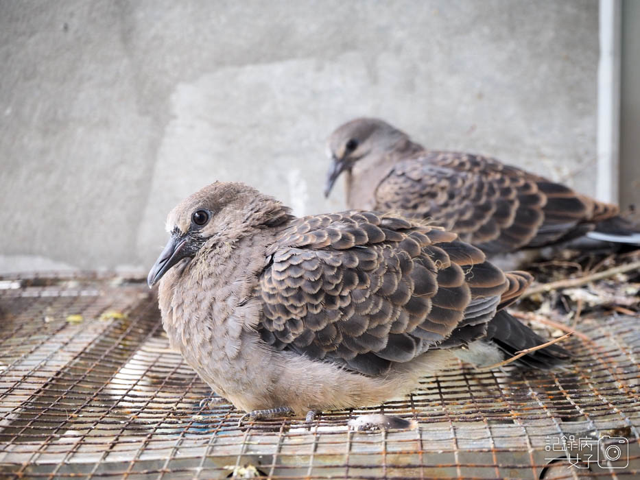 斑鳩幼鳥的成長全紀錄 (1).JPG