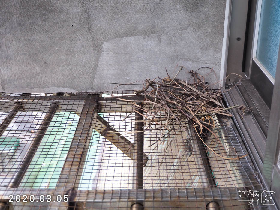 斑鳩幼鳥的成長全紀錄 (3).JPG