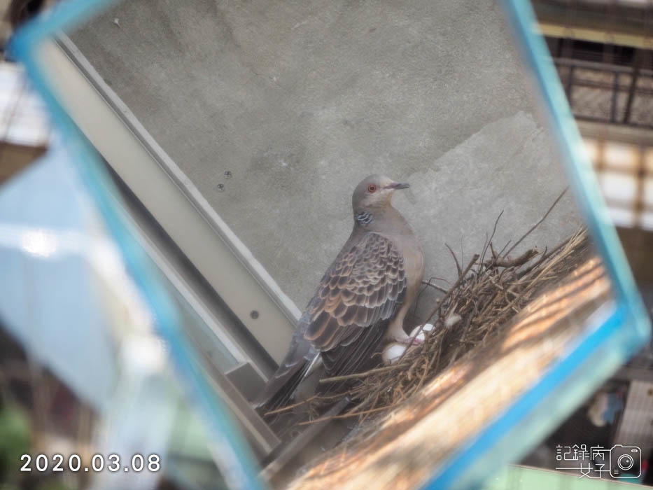 斑鳩幼鳥的成長全紀錄 (5).JPG