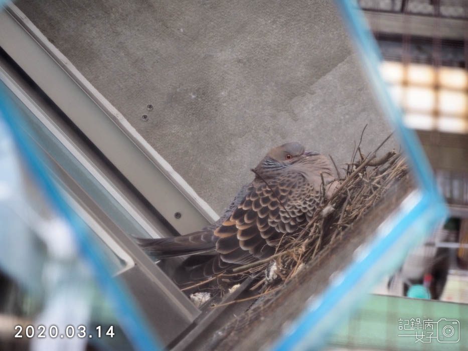 斑鳩幼鳥的成長全紀錄 (7).JPG