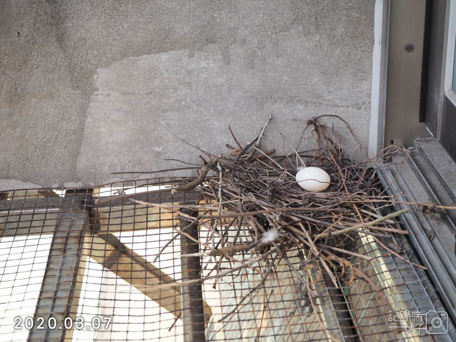 斑鳩幼鳥的成長全紀錄 (4).JPG