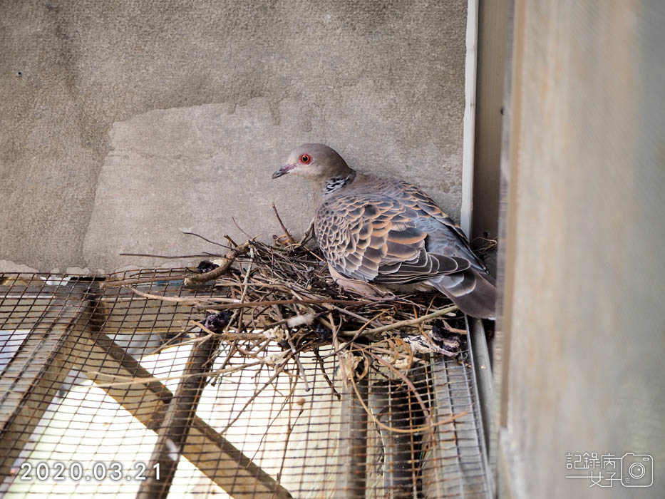 斑鳩幼鳥的成長全紀錄 (9).JPG