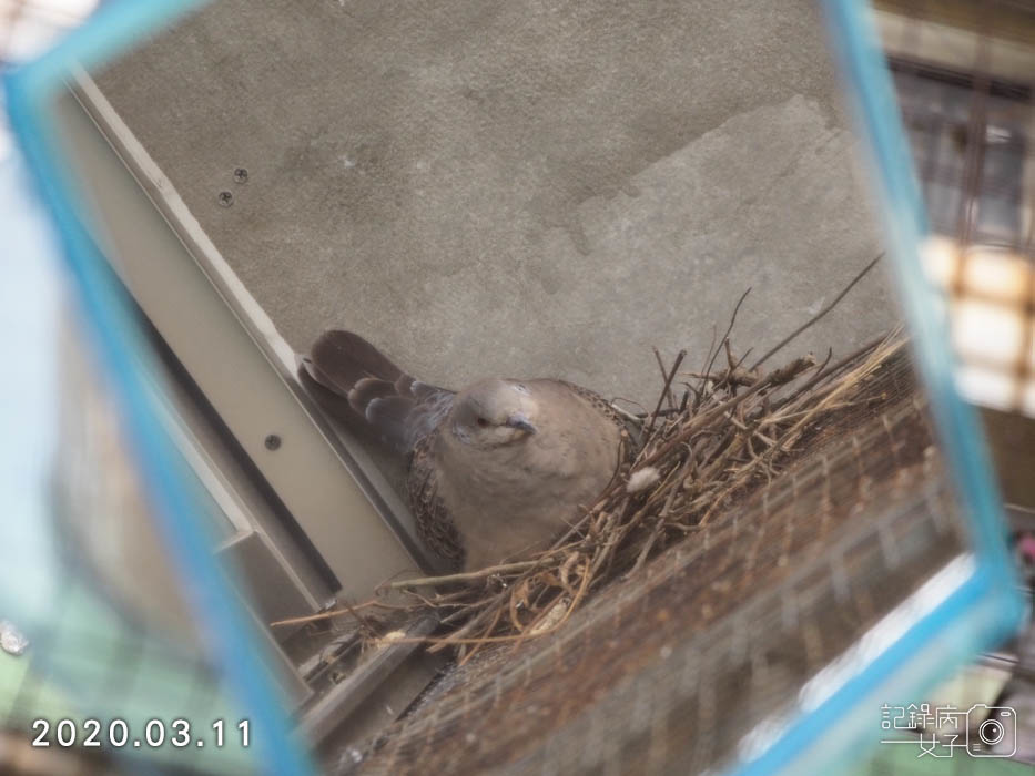 斑鳩幼鳥的成長全紀錄 (6).JPG