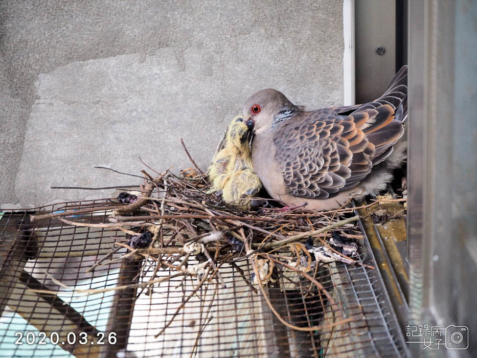 斑鳩幼鳥的成長全紀錄 (15).JPG