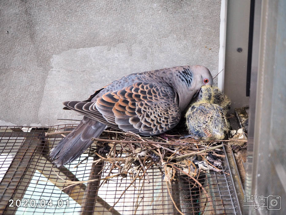 斑鳩幼鳥的成長全紀錄 (20).JPG