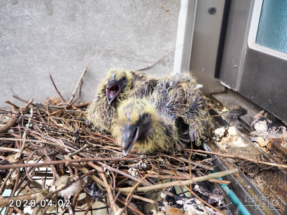 斑鳩幼鳥的成長全紀錄 (24).JPG