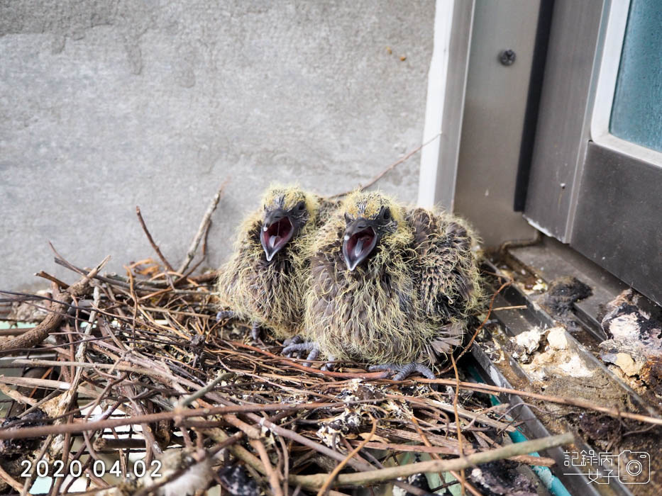 斑鳩幼鳥的成長全紀錄 (23).JPG