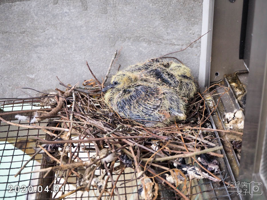 斑鳩幼鳥的成長全紀錄 (21).JPG