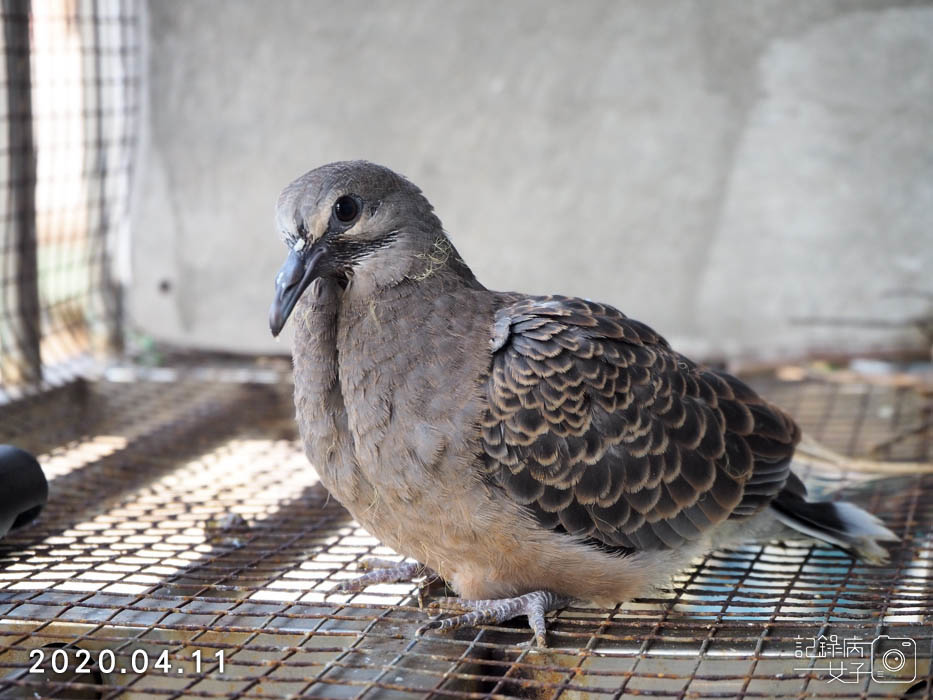 斑鳩幼鳥的成長全紀錄 (27).JPG