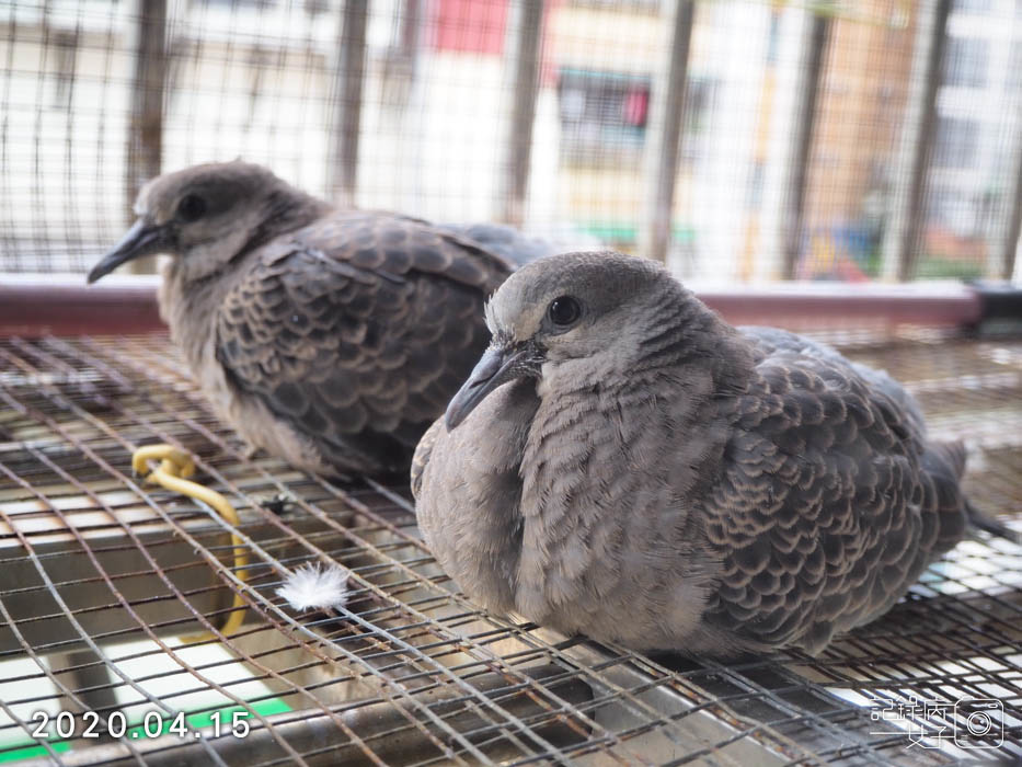 斑鳩幼鳥的成長全紀錄 (31).JPG