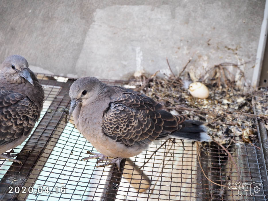 斑鳩幼鳥的成長全紀錄 (33).JPG