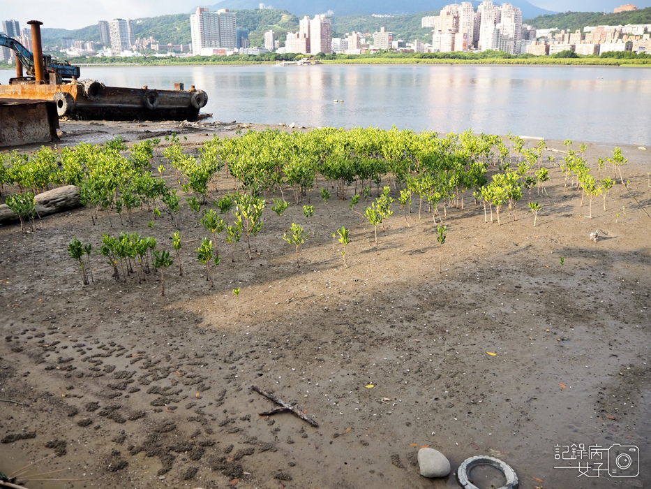 關渡 金色水岸自行車道 (26).JPG