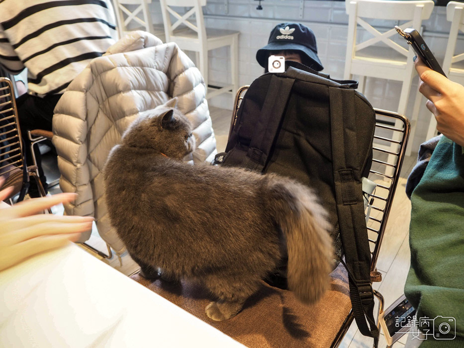 Cafe 框影咖啡x貓咪咖啡廳8.jpg Cafe 框影咖啡x貓咪咖啡廳8.jpg
