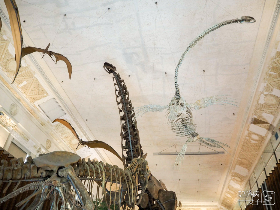 台北車站古生物館x恐龍化石7.jpg