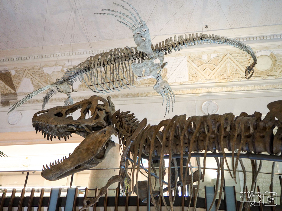 台北車站古生物館x恐龍化石8.jpg