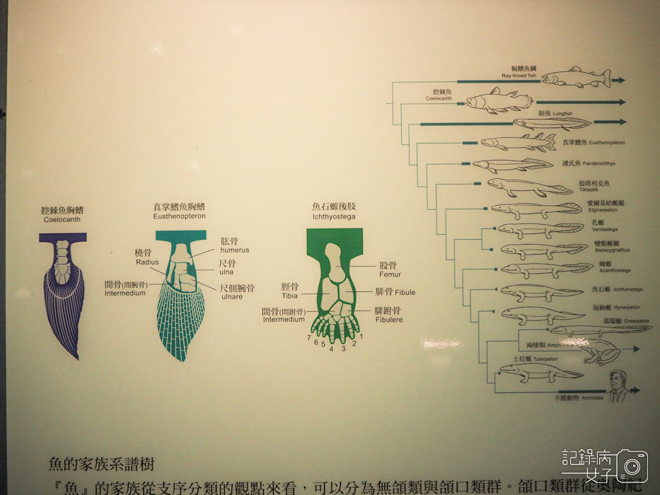 台北車站古生物館x恐龍化石14.jpg