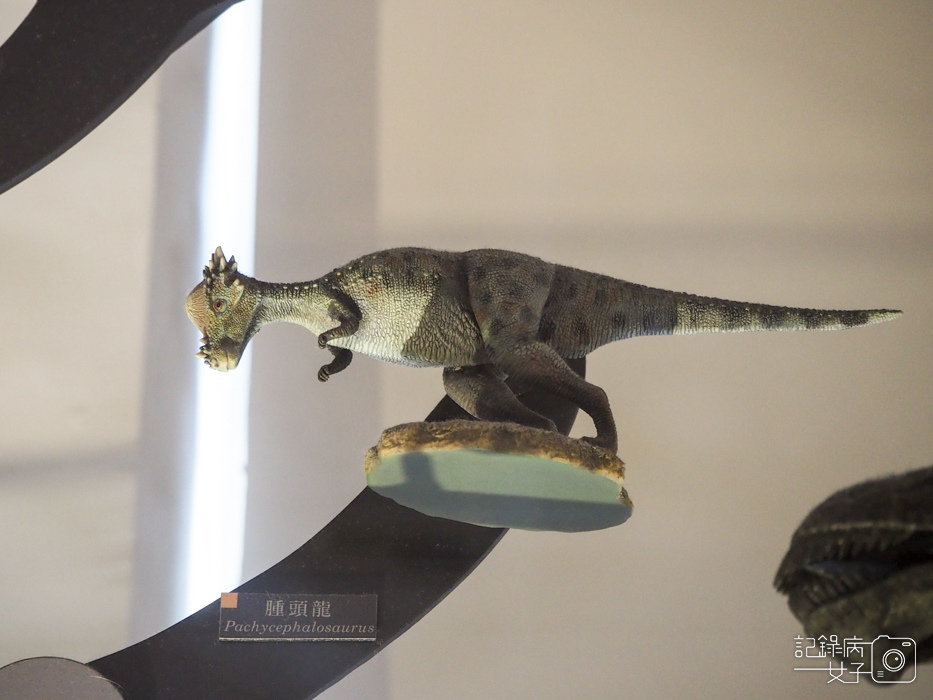 台北車站古生物館x恐龍化石28.jpg