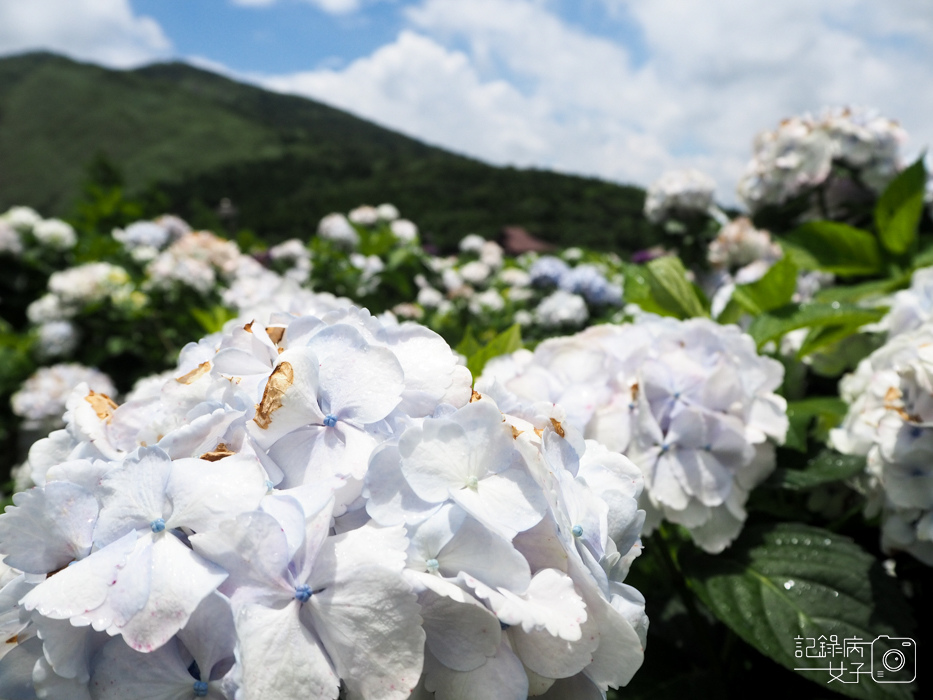 北投陽明山繡球花x大賞園x高家繡球花8.jpg