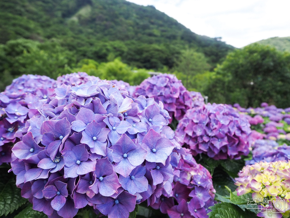 北投陽明山繡球花x大賞園x高家繡球花12.jpg