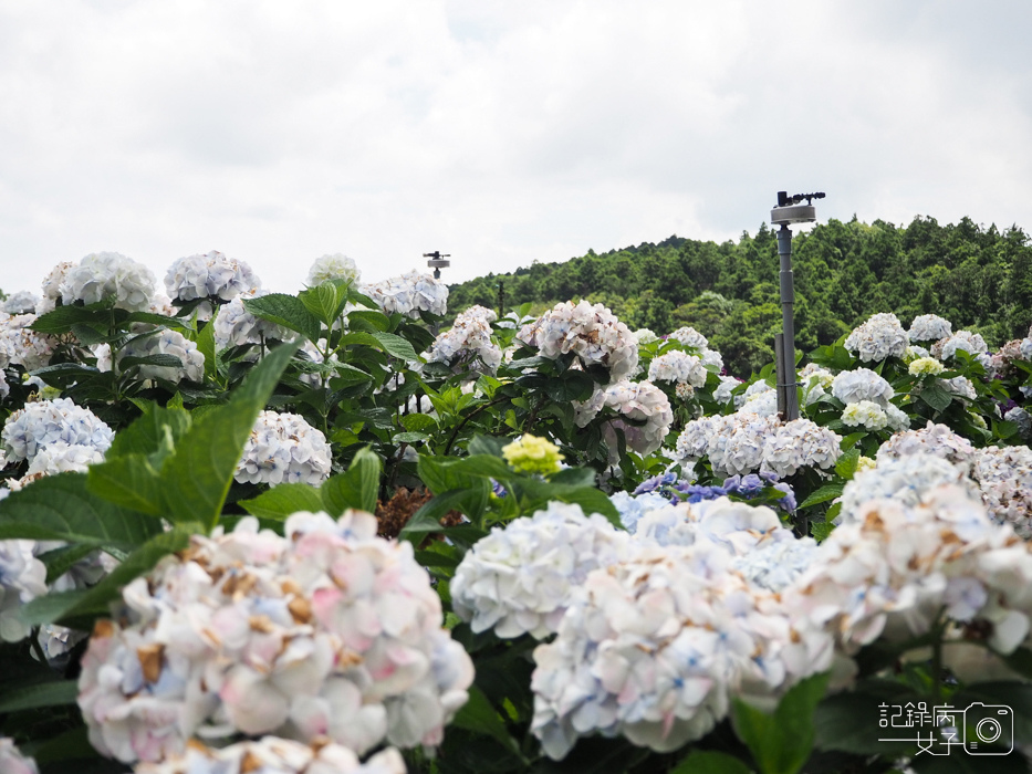 北投陽明山繡球花x大賞園x高家繡球花9.jpg