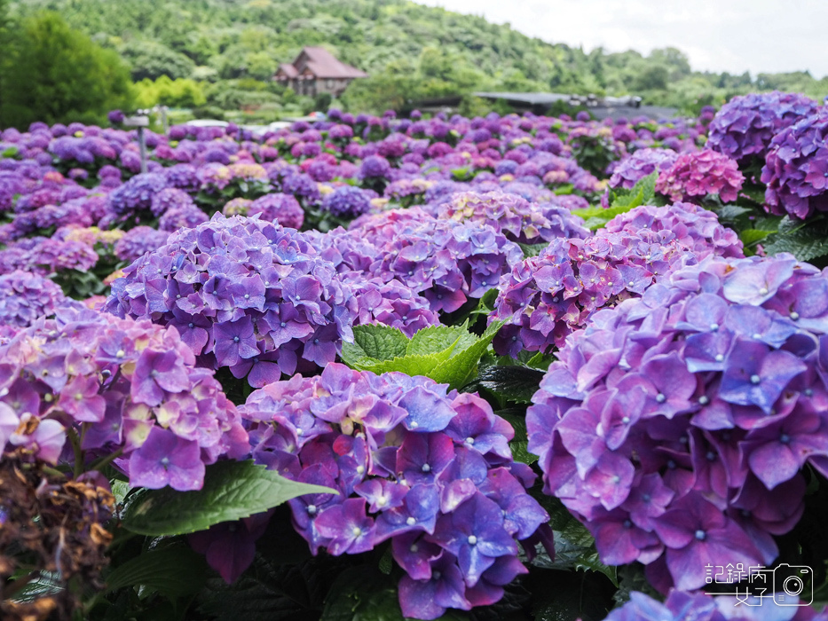 北投陽明山繡球花x大賞園x高家繡球花10.jpg