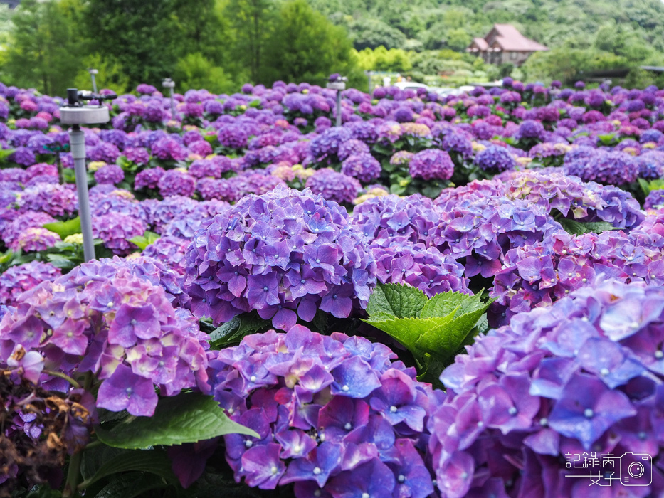 北投陽明山繡球花x大賞園x高家繡球花11.jpg