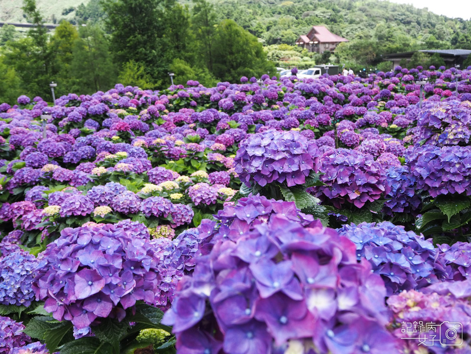 北投陽明山繡球花x大賞園x高家繡球花14.jpg