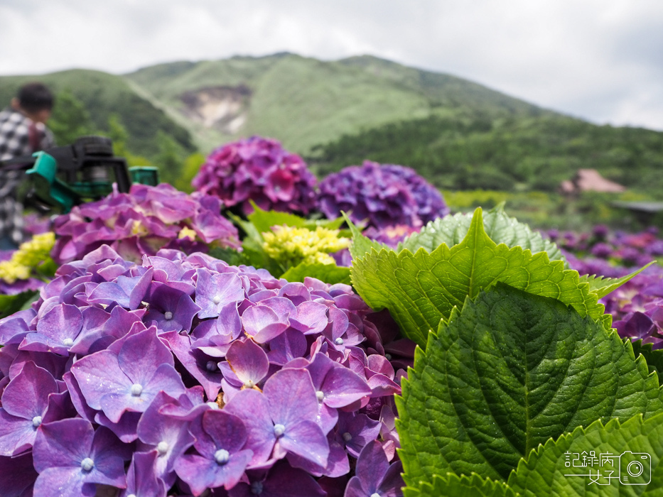 北投陽明山繡球花x大賞園x高家繡球花18.jpg