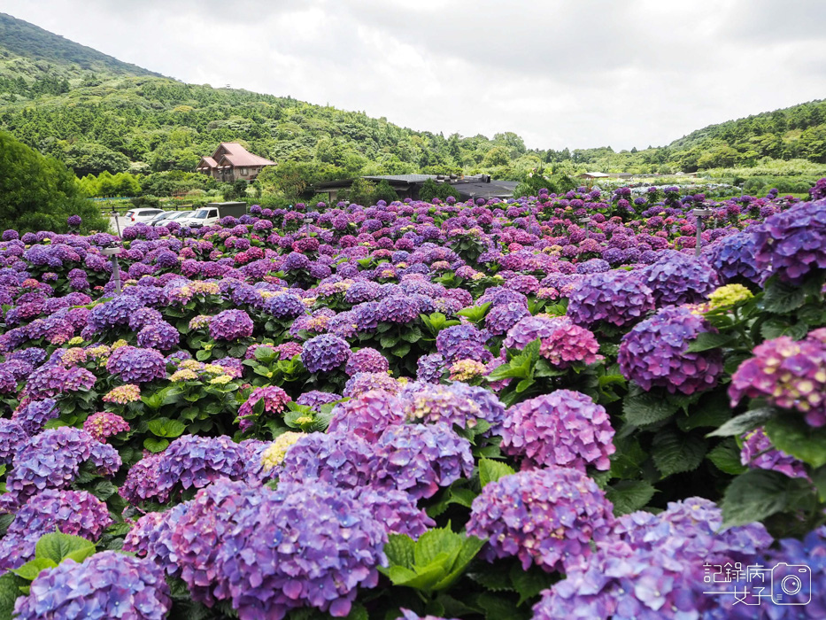 北投陽明山繡球花x大賞園x高家繡球花15.jpg