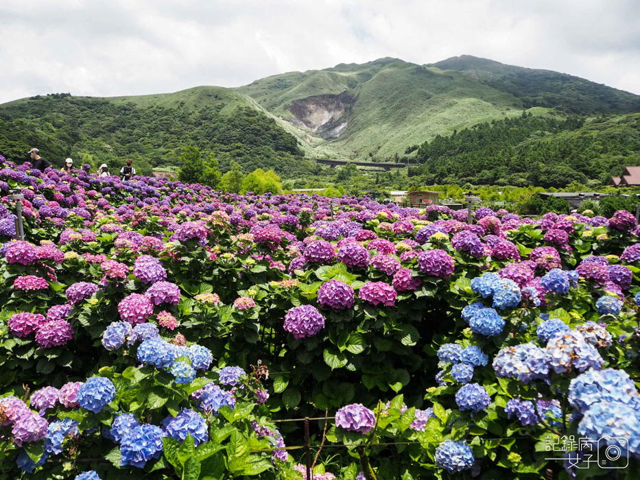 北投陽明山繡球花x大賞園x高家繡球花19.jpg