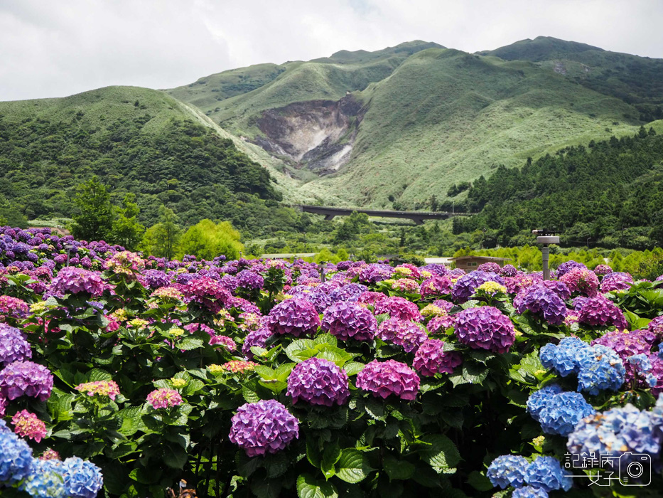 北投陽明山繡球花x大賞園x高家繡球花20.jpg