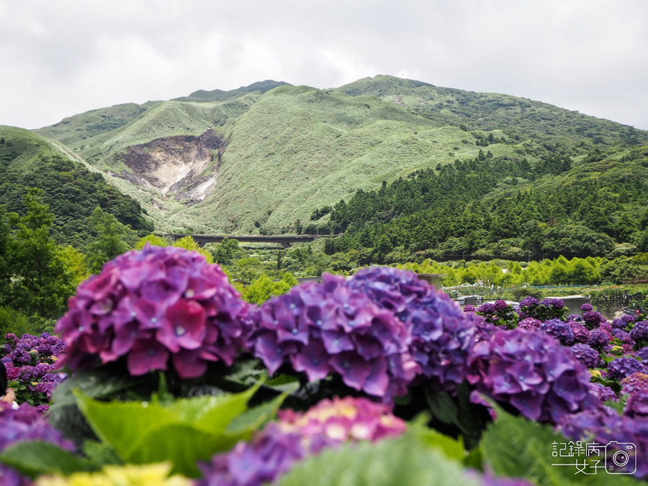 北投陽明山繡球花x大賞園x高家繡球花21.jpg