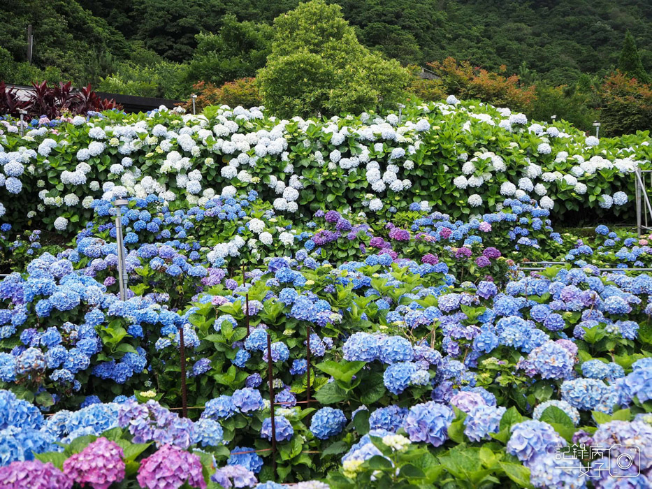 北投陽明山繡球花x大賞園x高家繡球花22.jpg